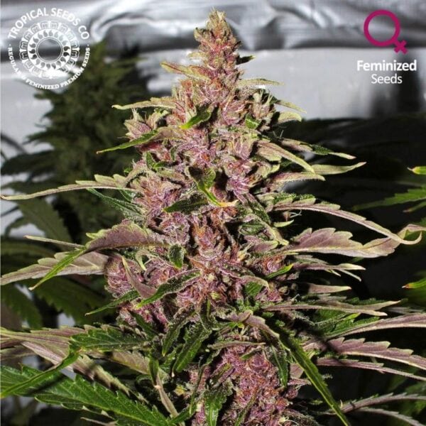 Afrokush Feminised Seeds