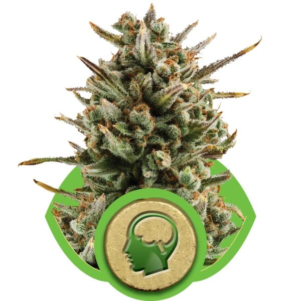 Amnesia Haze Auto Feminised Seeds - RQS - Image 2