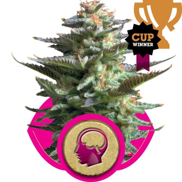 Amnesia Haze Feminised Seeds - Image 2