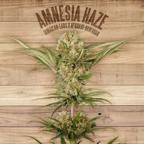 Amnesia Haze Feminised Seeds