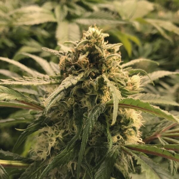 Amnesia Haze Feminised Seeds - Image 2