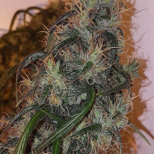 Australian Dead Head Feminised Seeds - 5
