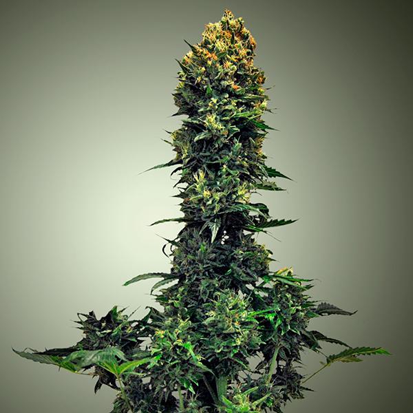 Auto 00 Kush Feminised Cannabis Seeds by 00 Seeds
