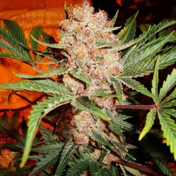 Auto Bubblelicious Feminised Seeds - 5 - Image 2