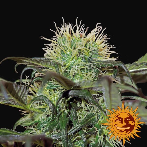 Bad Azz Kush Feminised Seeds