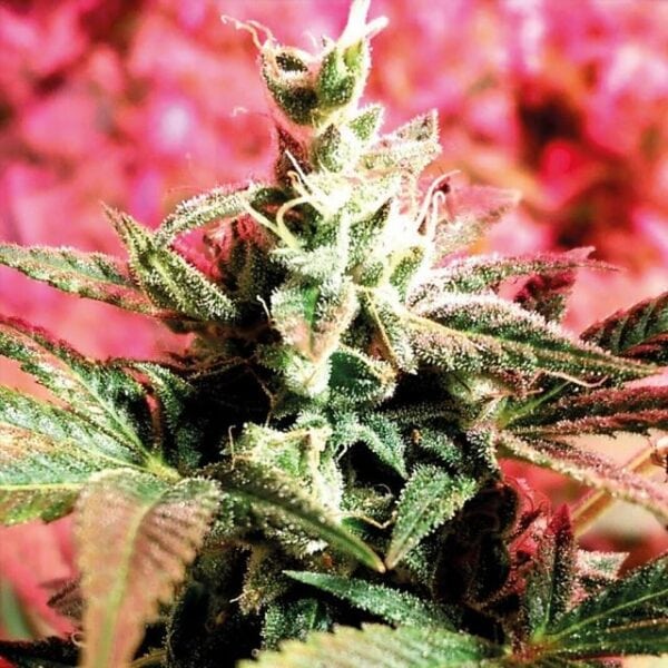 Banana Bread Feminised Seeds - 6