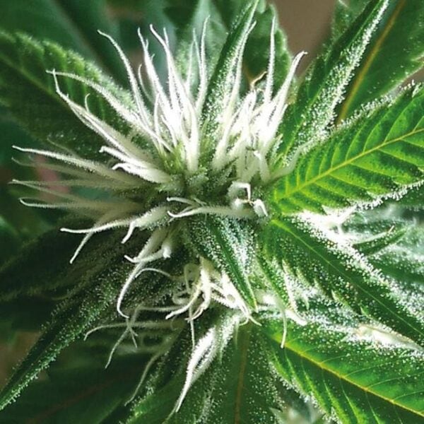 Banana Crack Feminisierte Cannabissamen von Holy Smoke Seeds