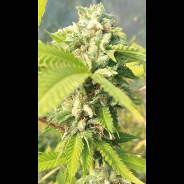 Banana Crack Feminisierte Samen - 6 - Bild 2