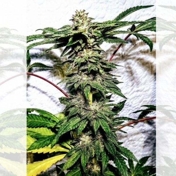 Banana Ice Cream Feminised Seeds - 6