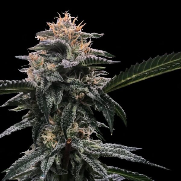 Banana Sorbet Feminised Seeds (Sorbet Collection)