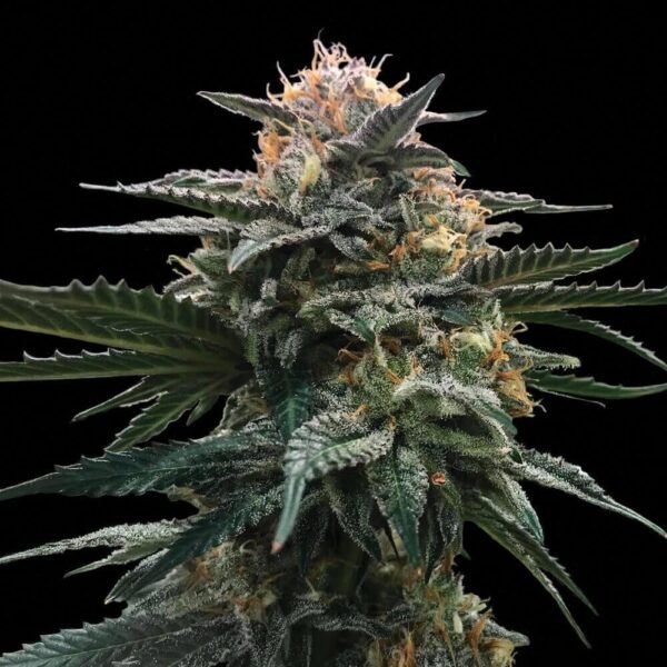 Blood Orange Sorbet Feminised Seeds (Sorbet Collection)