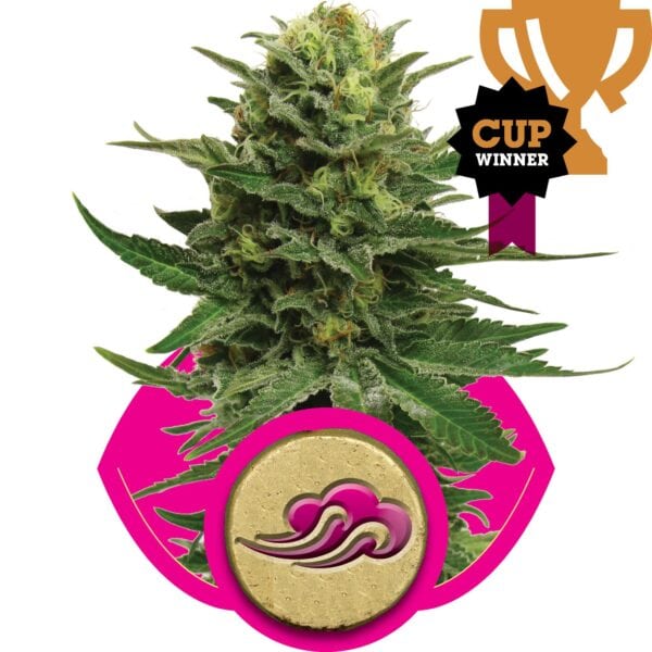 Blue Mystic Feminised Seeds
