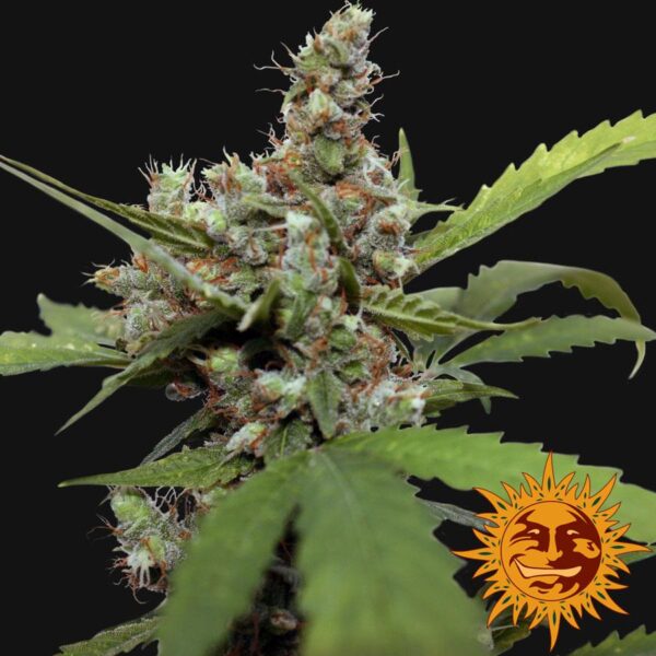 Blue Shark CBD Feminised Seeds