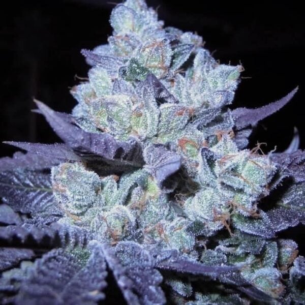 Bubba Cookies Feminised Seeds - 12 - Image 2