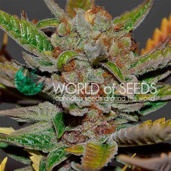 Bubba Haze Regular Seeds - 10 - Image 2