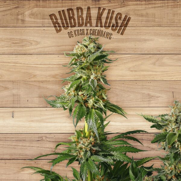 Bubba Kush Feminised Seeds - TP
