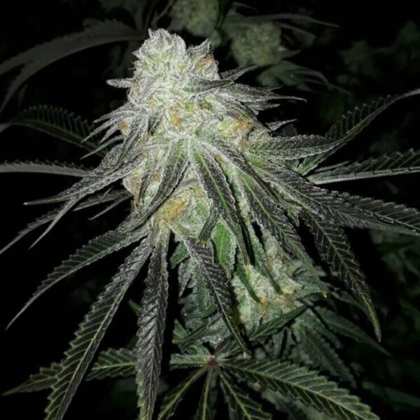 Lots of Zkittlez Feminised Seeds - 6