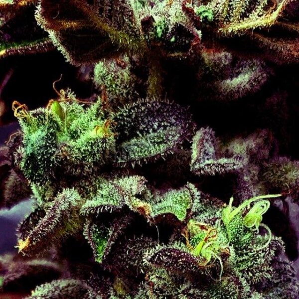 Strawberry Cane Feminised Seeds - 6