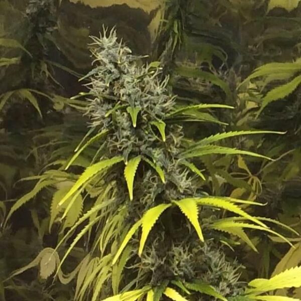 Super Silver Haze Regular Seeds - 12