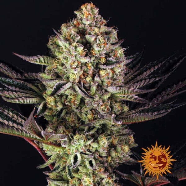 Dos-Si-Dos 33 Cannabis seeds by Barney's farm