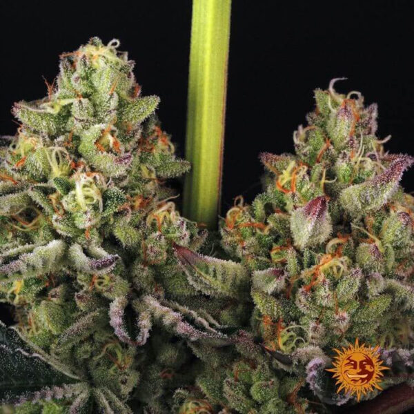 Dos-Si-Dos 33 Cannabis seeds by Barney's farm