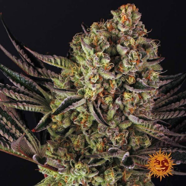 Dos-Si-Dos 33 Cannabis seeds by Barney's farm
