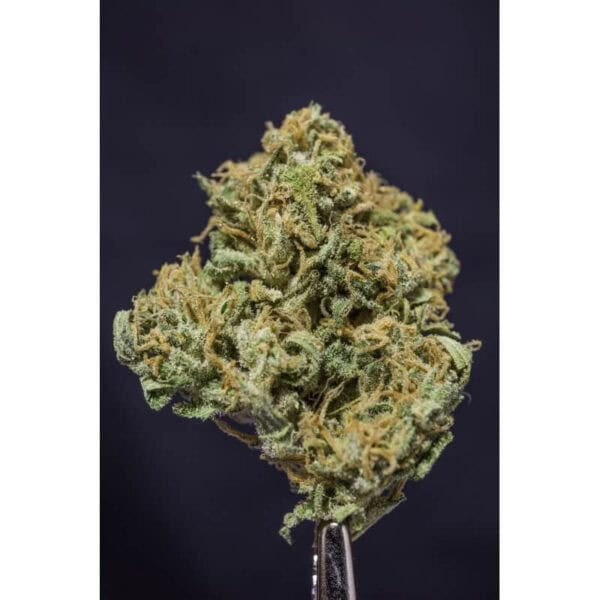 Creeper Regular Seeds - 24 - Image 2