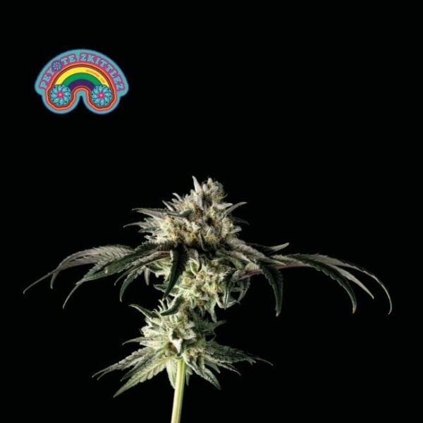 Seedsman Peyote Zkittlez Feminised