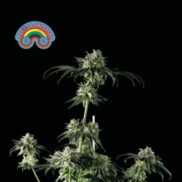 Seedsman Peyote Zkittlez Feminised