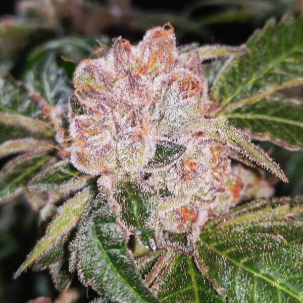 Strawberry Wedding Cake Feminised Seeds - 6 - Image 2