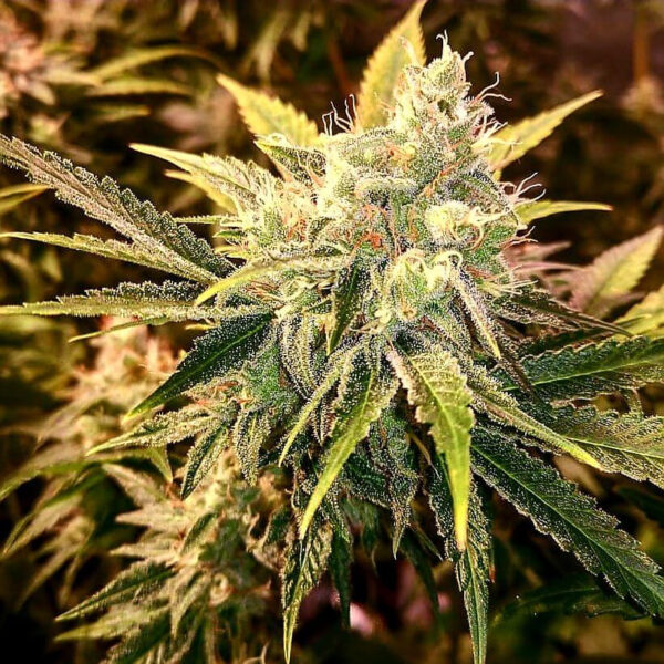 Strawberry Wedding Cake Feminised Seeds - 6