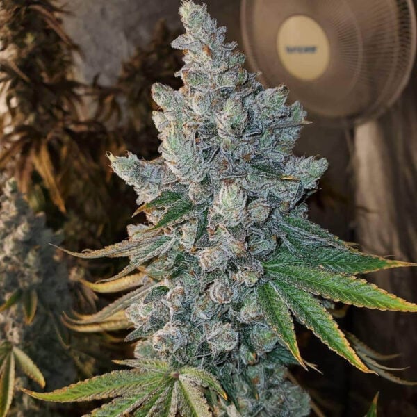 Sundae Cookies Feminised Seeds - 10