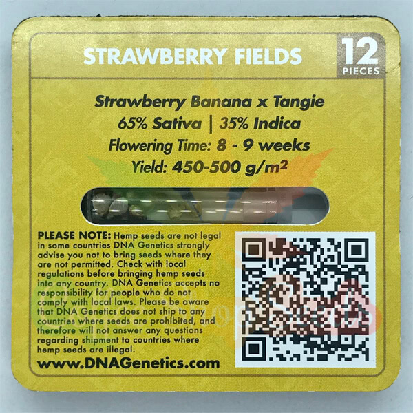 Strawberry Fields Regular Seeds (Crockett Family Farms) - 12 - Image 3