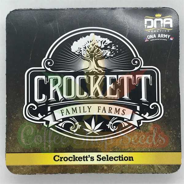 Strawberry Fields Regular Seeds (Crockett Family Farms) - 12 - Image 2