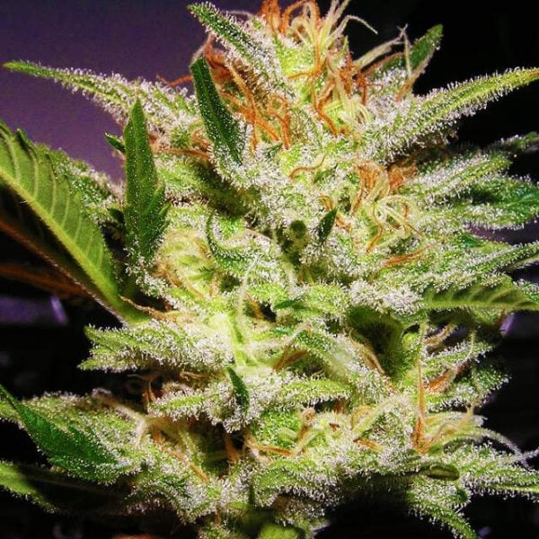 Amnesia Haze Feminised Seeds - 5 - Image 2