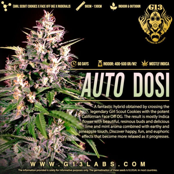 Dosi Auto Feminised Seeds - 5 - Image 2
