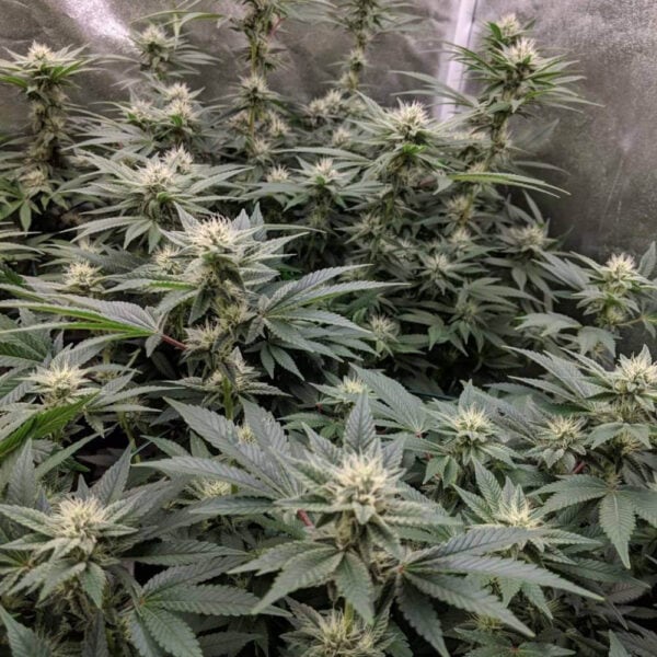 Dread Bread Regular Seeds - 11 - Image 2