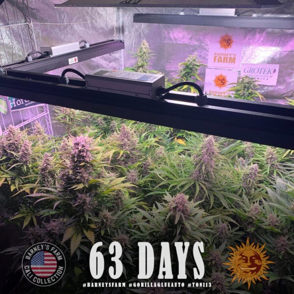 Gorilla Glue Auto Feminised Cannabis Seeds