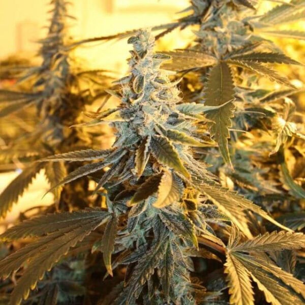 Orange Blossom Fizz Regular Seeds - 10