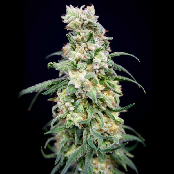 Rainbow Barb Feminised Seeds - 6