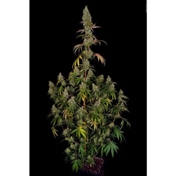 Rainbow Road Feminised Seeds - Image 2