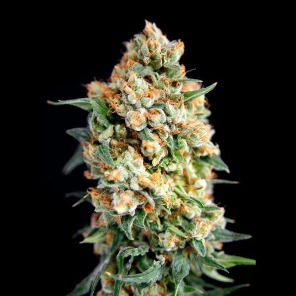 Sticky Barb Feminised Seeds - 6