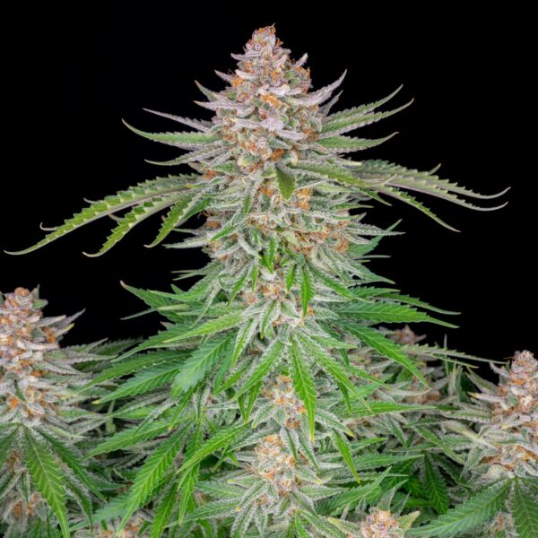 Strawberry Pie Auto Feminised Seeds - Image 2