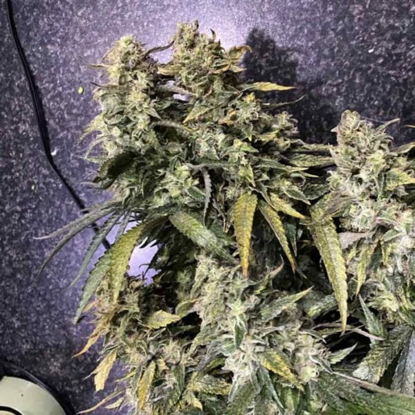 Strawberry Sunset Feminised Seeds - 6