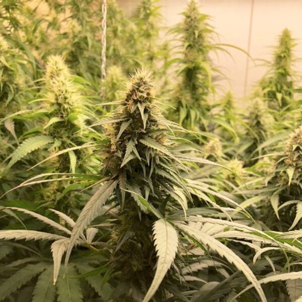 CBG Female cannabis seeds