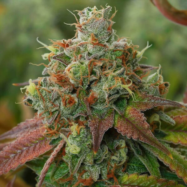 Lemon Tini Regular Seeds - 12 - Image 2
