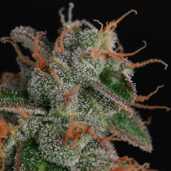 Lemon Tini Regular Cannabis Seeds
