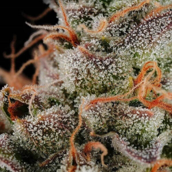 Lemon Tini Regular Seeds - 12 - Image 4