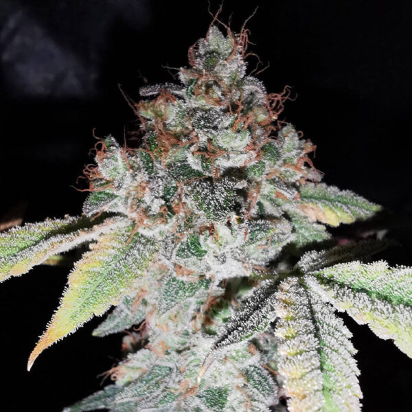 Rainbow Cake Feminised Seeds - 5 - Image 2