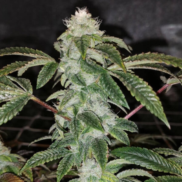 Sowah Sherbert Feminised Seeds - 5 - Image 2